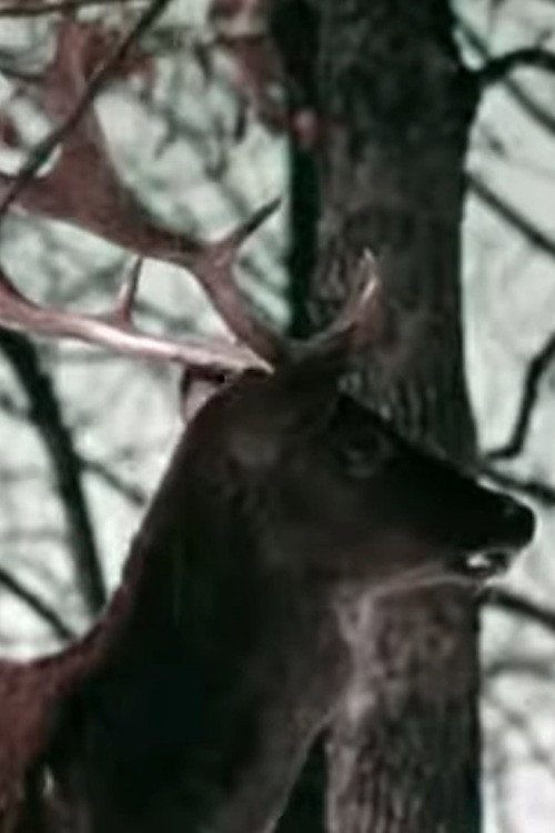 The Christmas Deer poster