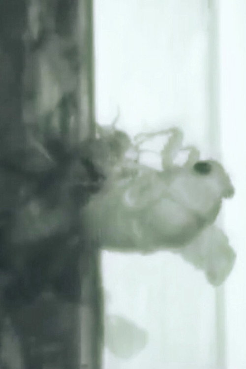 Un Ange Passe poster