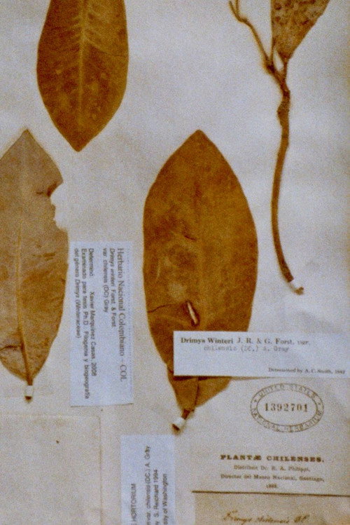 Muestrario poster