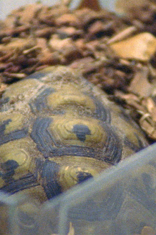 Testudo Hermanni poster