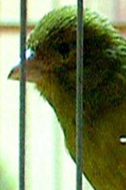 Russian Canary poster