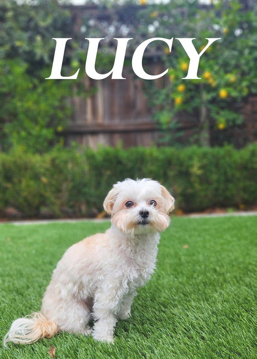 Lucy poster