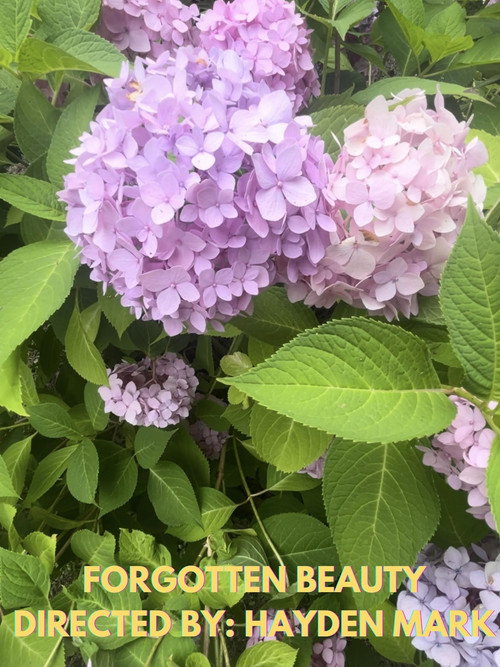 Forgotten Beauty poster