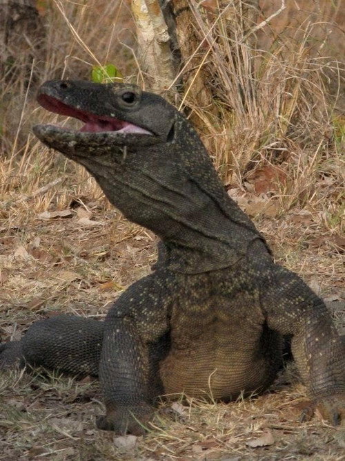 The Natural World--Komodo: The Deadly Bite poster