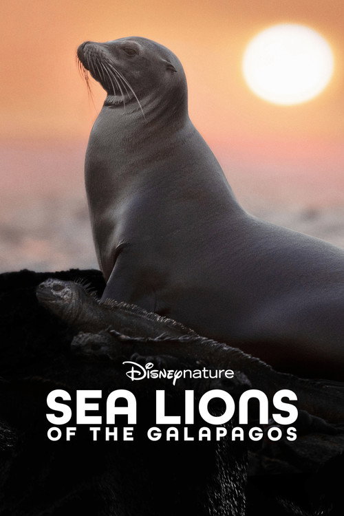 Sea Lions of the Galapagos poster