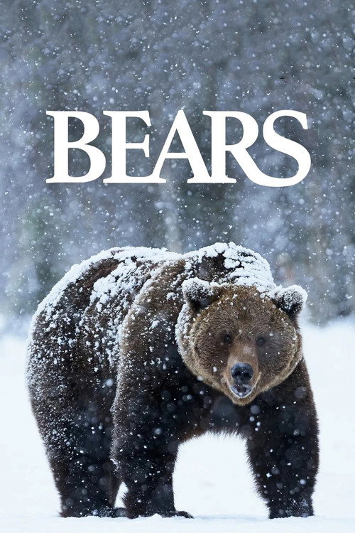 Bears poster
