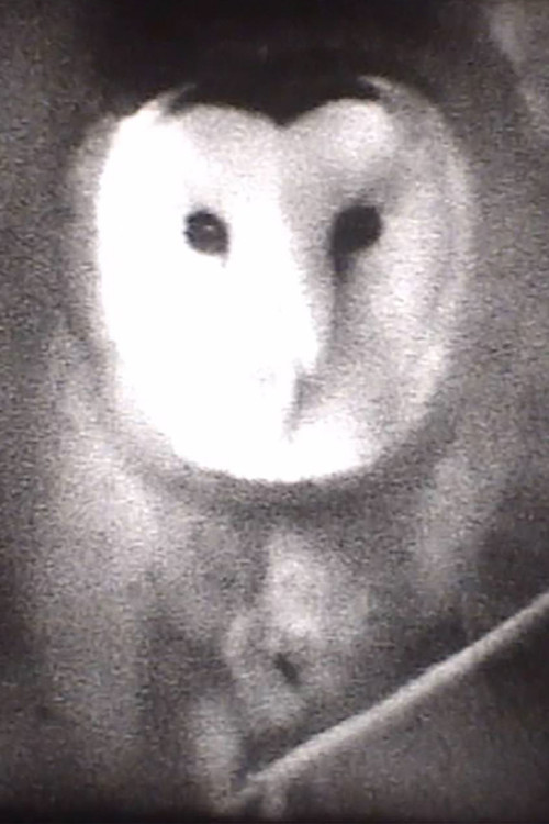 Owl poster
