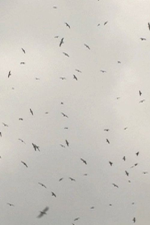 Mumurations poster