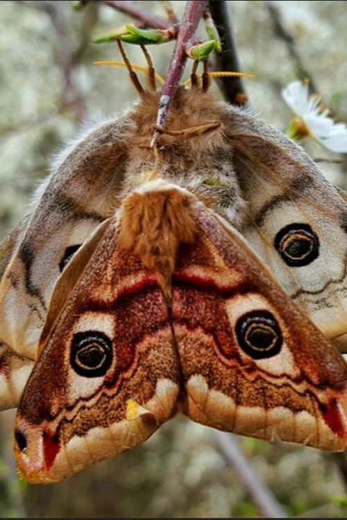 Purple Emperor poster