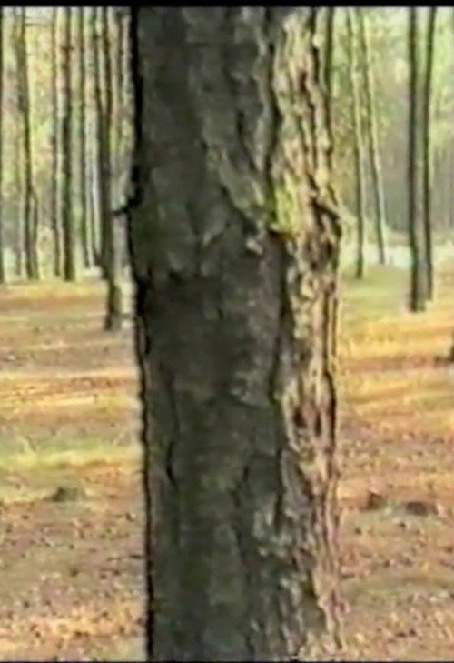 Dancing with Trees poster