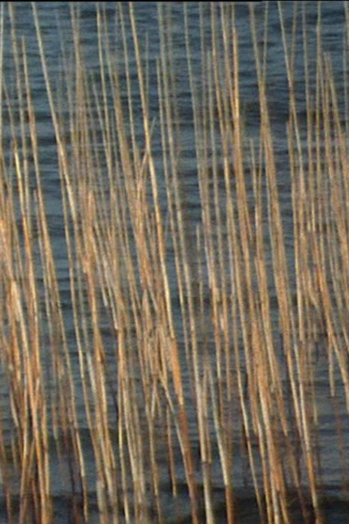 Bulrushes poster