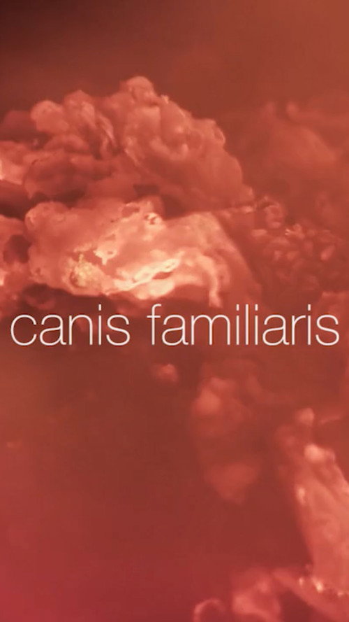 Canis familiaris poster