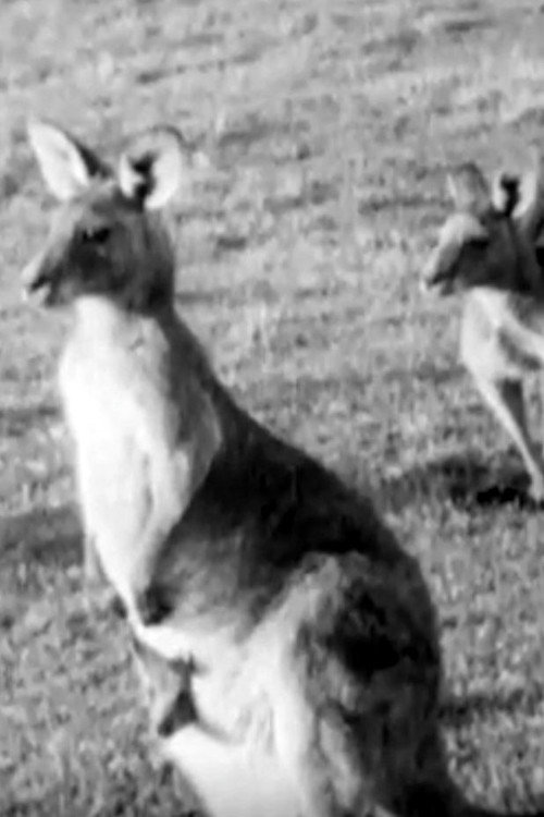 Kangaroos poster