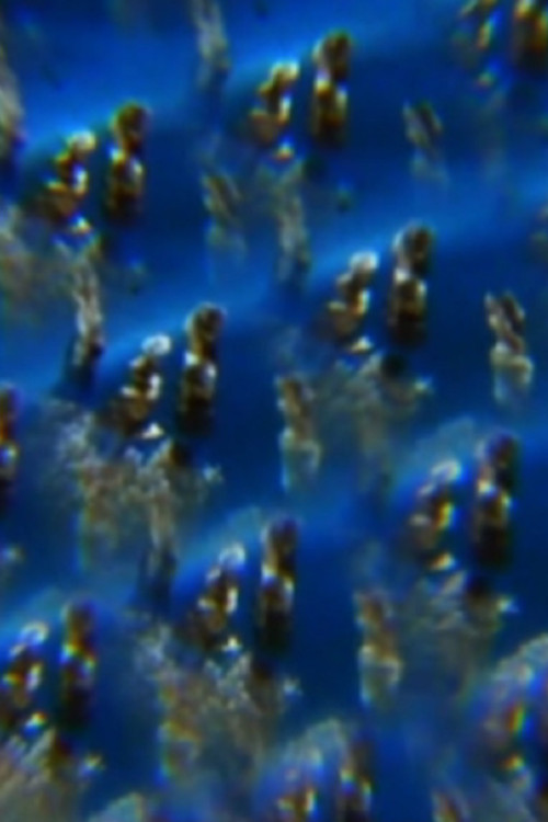 Jelly poster