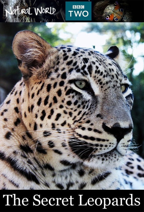 BBC Natural World 2010 The Secret Leopards poster