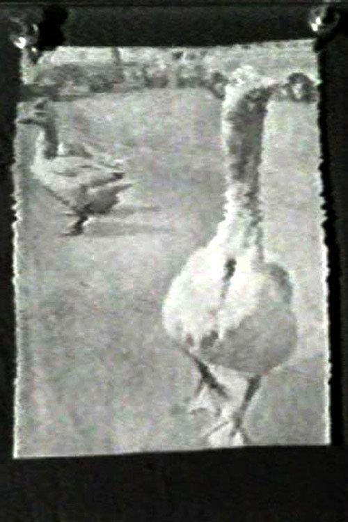 The Meaning of Various News Photos to Ed Henderson poster