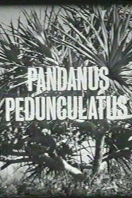 Pandanus Pedunculatus poster