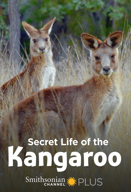 Secret Life of the Kangaroo poster