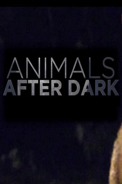 Animals After Dark poster