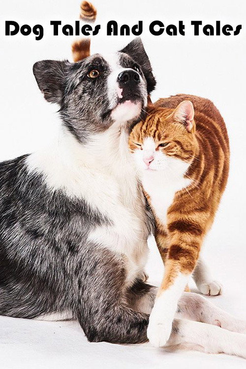 Dog Tales And Cat Tales poster