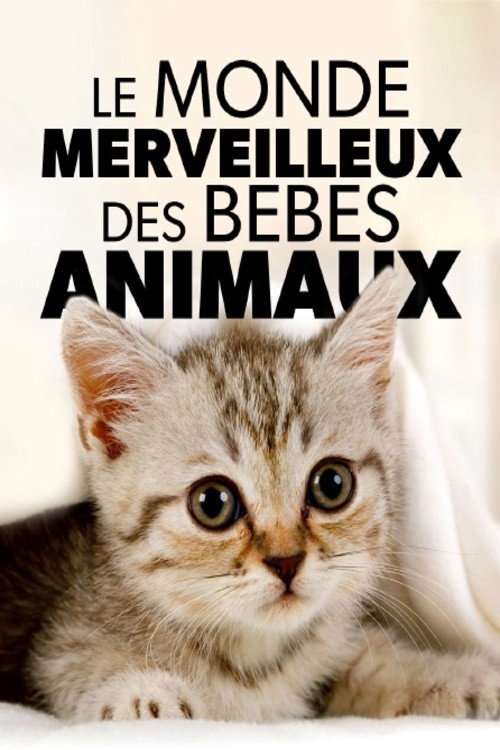 Le monde merveilleux des bébés animaux poster