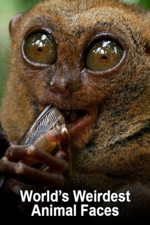 World's Weirdest Animal Faces poster