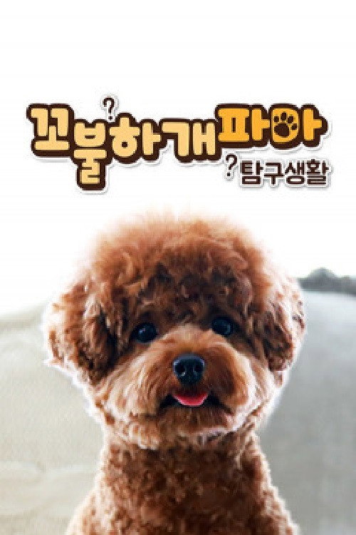 꼬불하개파마 탐구생활 poster