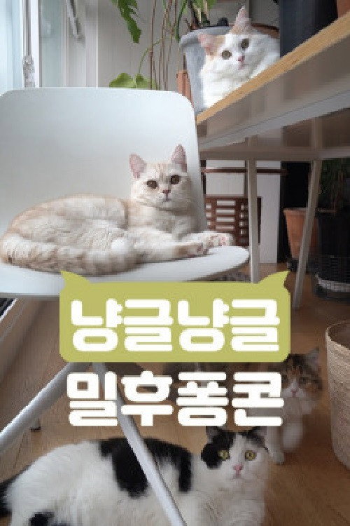 냥글냥글 밀후퐁콘 poster