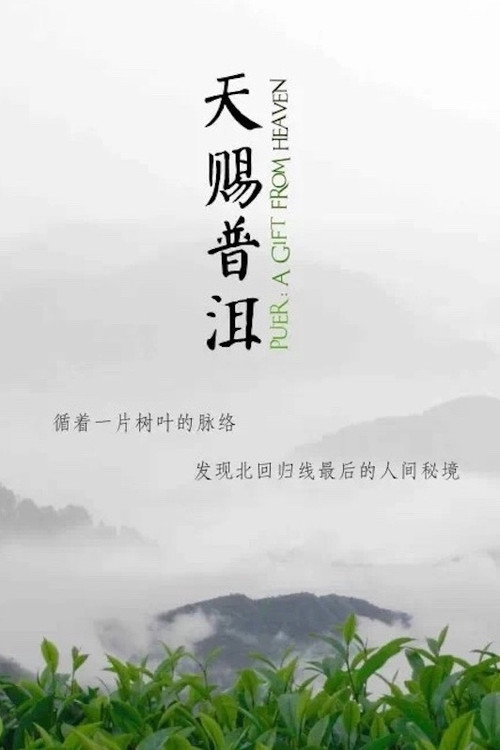 天赐普洱 poster