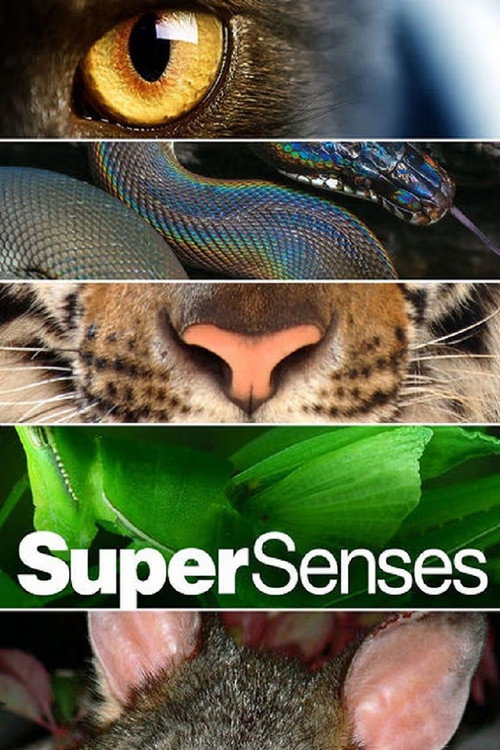 Supersenses poster