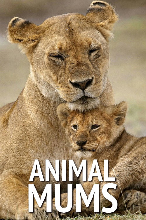 Animal Mums poster