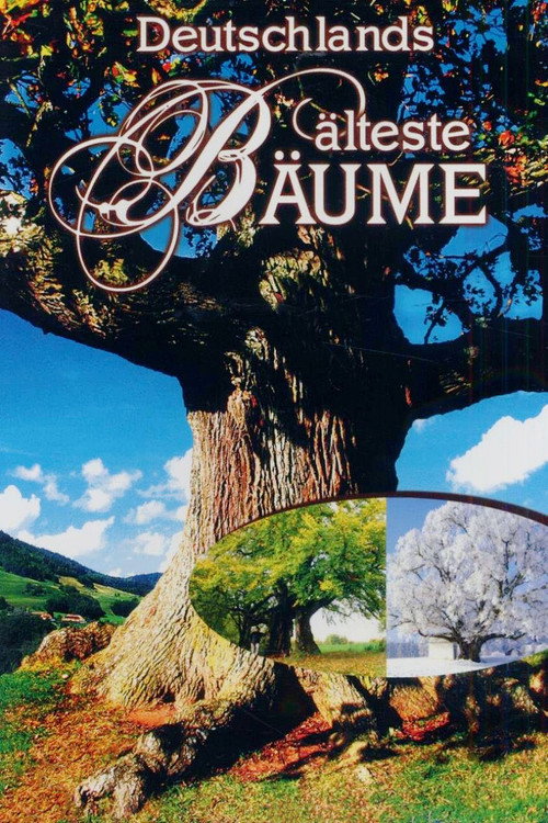 Deutschlands älteste Bäume poster