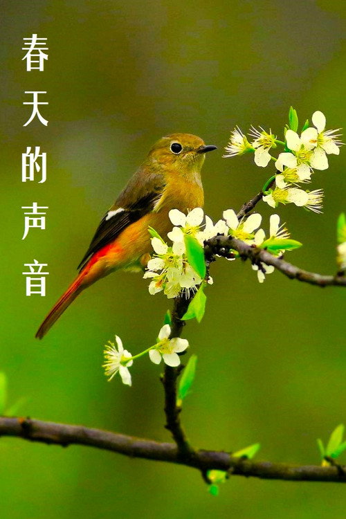 春天的声音 poster