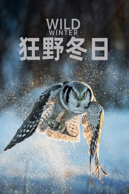 狂野冬日 poster