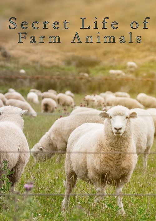 Secret Life of Farm Animals poster