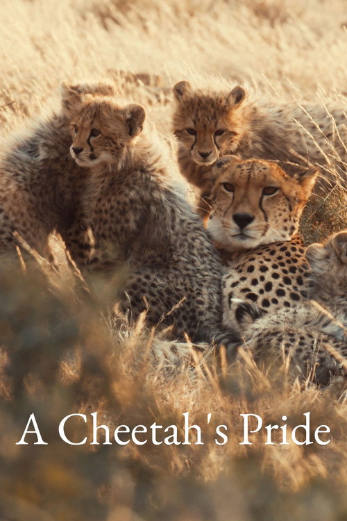 A Cheetah's Pride poster