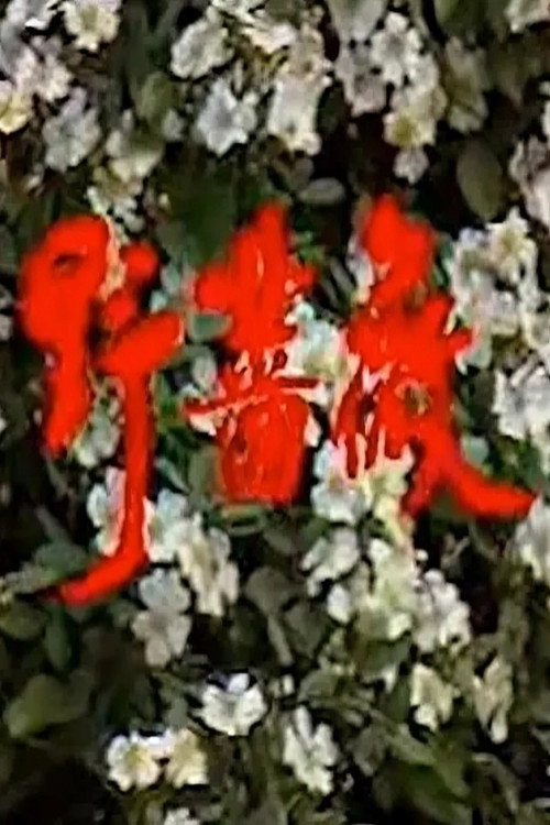 野蔷薇 poster