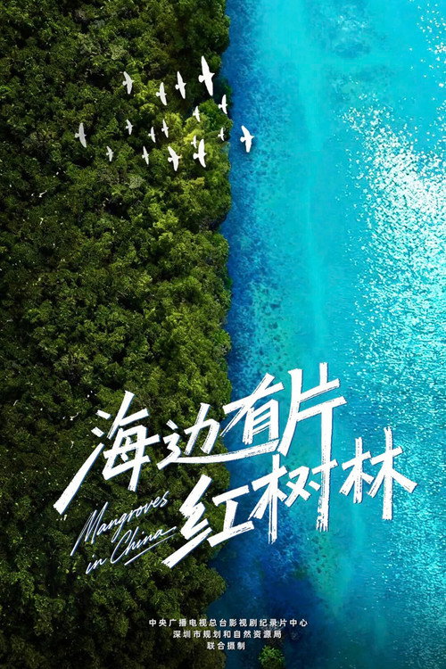 海边有片红树林 poster