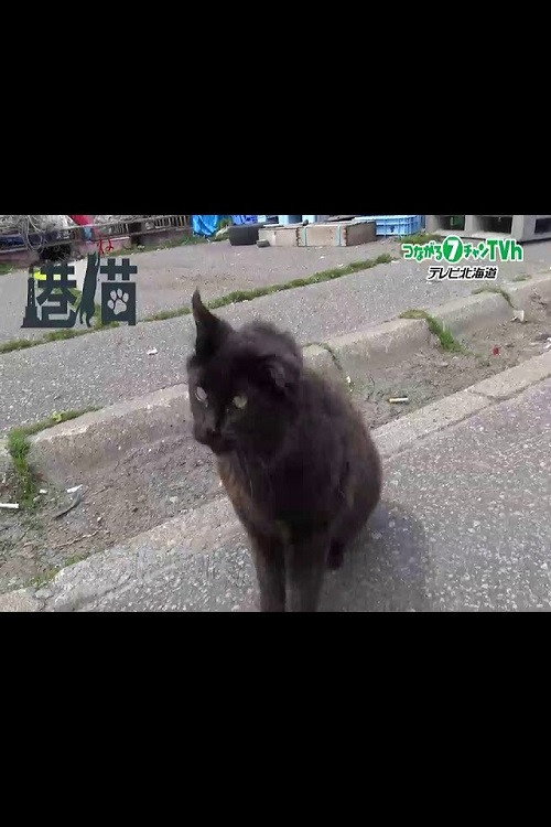 港猫～北海道の港で暮らすネコたち～ poster