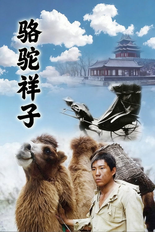 骆驼祥子 poster