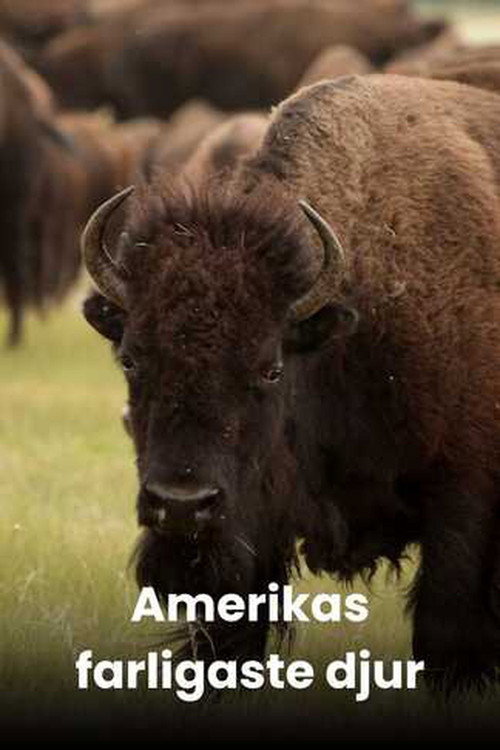 America's Deadliest poster