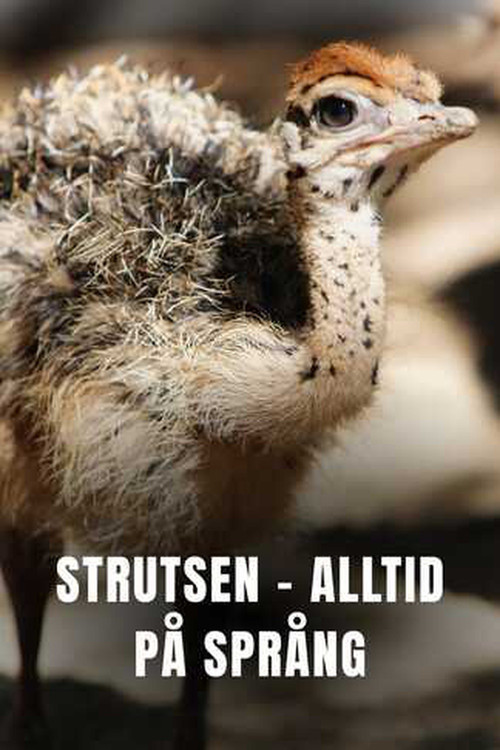 Ostrich - A Life On The Run poster