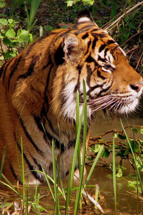 WILDLIFE poster