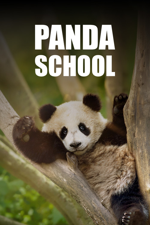 Panda School poster