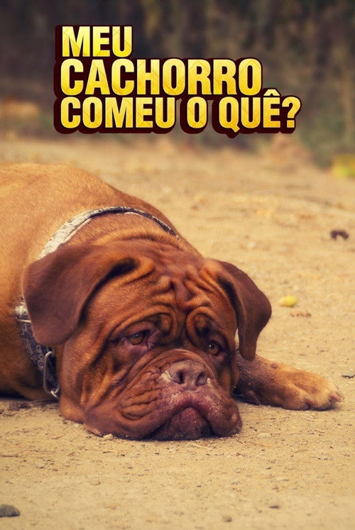 My Dog Ate What? poster