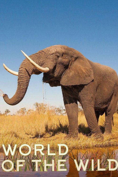 World of The Wild poster
