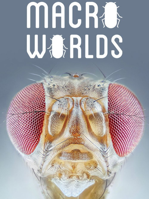 Winzige Wunder: Insekten poster